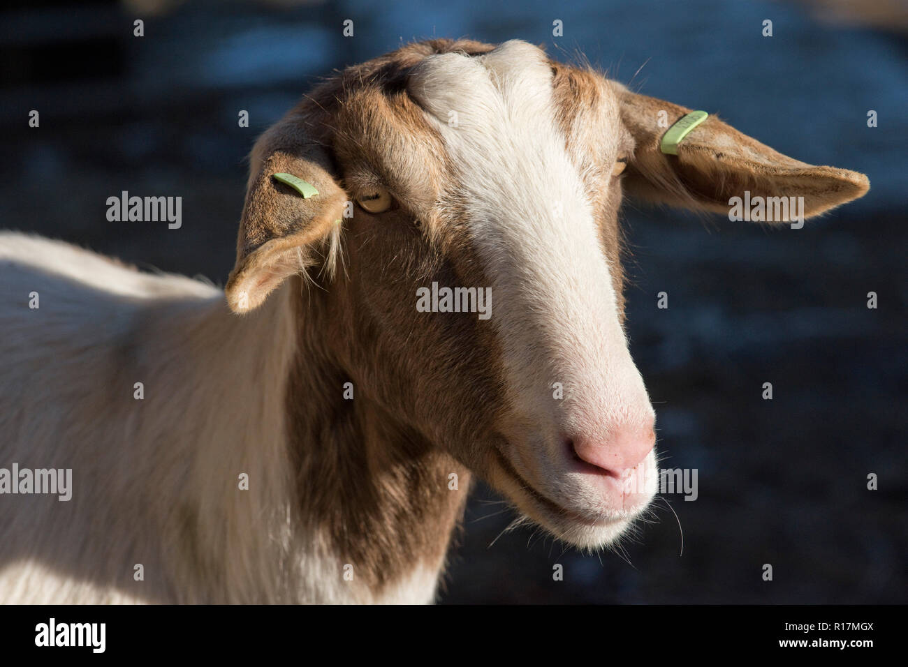 Boer kreuz Ziege mit Ohrmarken, Nachkommen von Ziegen melken an einem Haustier, Berkshire gehalten, Februar Stockfoto