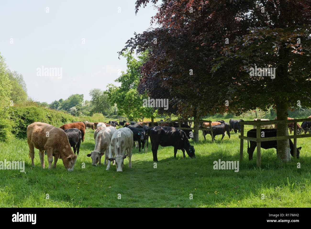 Eine Mischung von Rassen von Rinder grasen auf der Weide in Hungerford Gemeinsame im Frühsommer, Berkshire, Mai Stockfoto