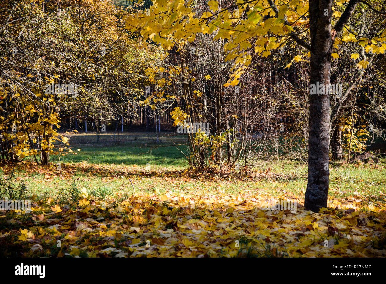 Herbst Landschaft, Park, mit Laub, Baum, fallen, Blätter im Herbst, schöne Herbst Wetter, Sonnenschein, Stockfoto