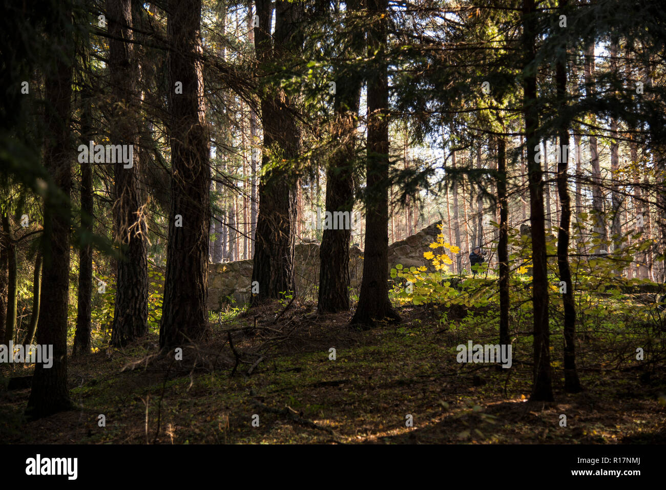 Ort der Macht, Ökumene, Wald, Quelle des Glaubens, Stockfoto