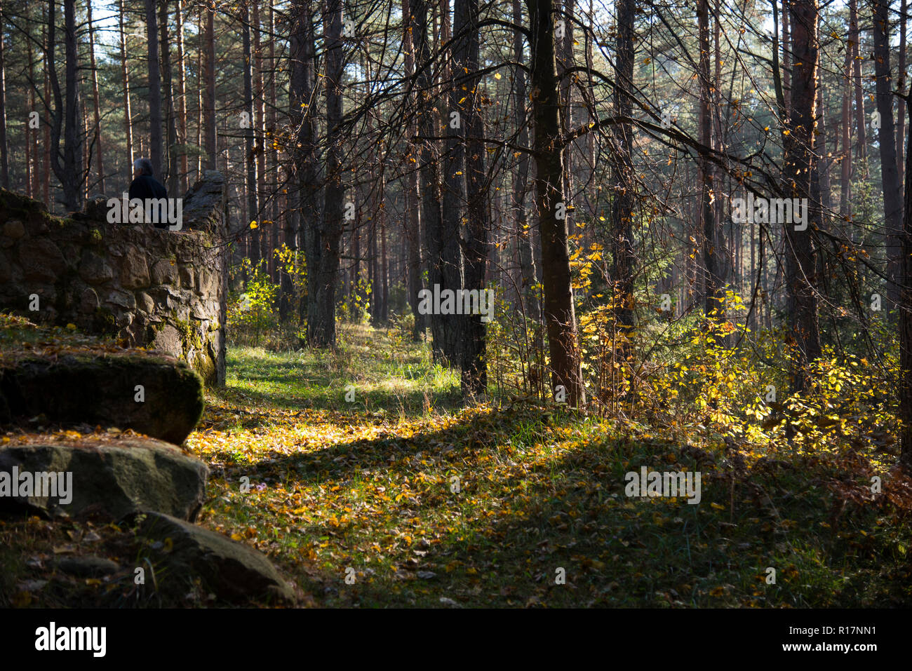 Ort der Macht, Ökumene, Wald, Quelle des Glaubens, Stockfoto