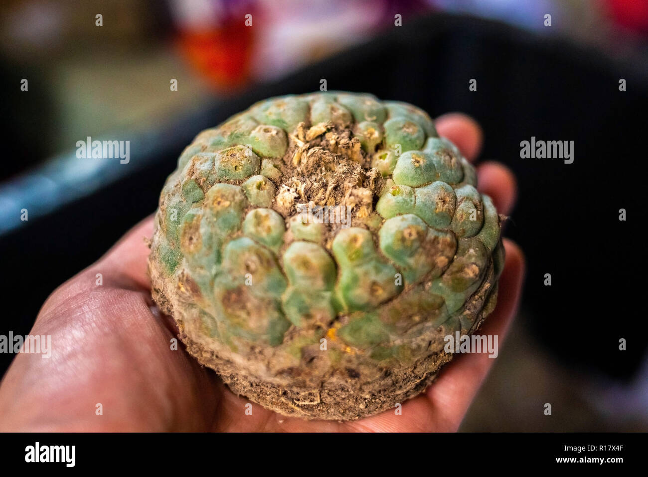 Peyote Kaktus geerntet mit meskalin isoliert Stockfoto