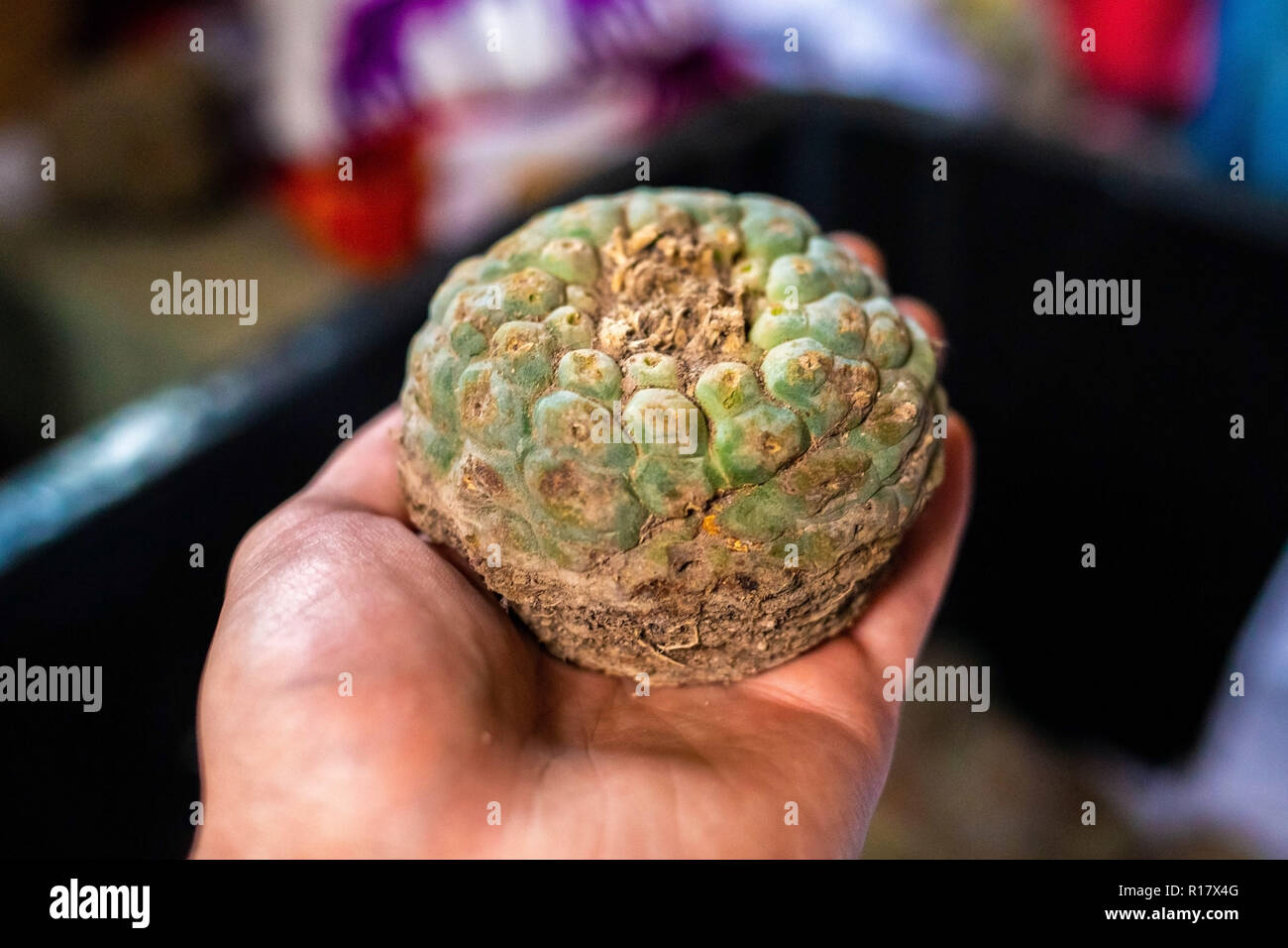 Peyote Kaktus geerntet mit meskalin isoliert Stockfoto