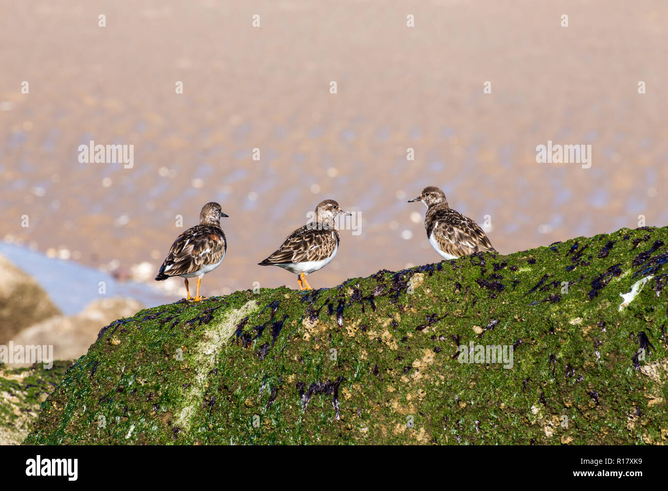 Eine kleine Herde von Turnstone (Arenaria interpres) Vögel Futter auf Algen/Moos bedeckt Felsen. Am Strand von Prestatyn, North Wales, UK 2018 getroffen Stockfoto