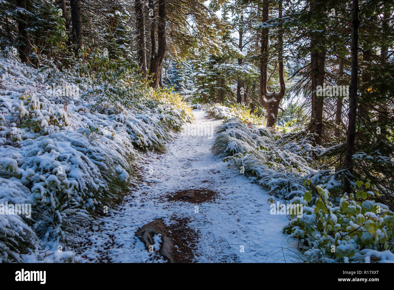 Schnee bedeckt die vegitation und Trail nach einem Schneesturm. Swiftcurrent Lake Nature Trail, Glacier National Park, Montana Stockfoto