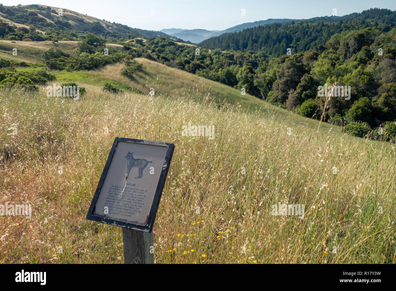 Blick auf Monte Bello Open Space Preserve, Stevens Creek, San Francisco Bay Area, CA Stockfoto
