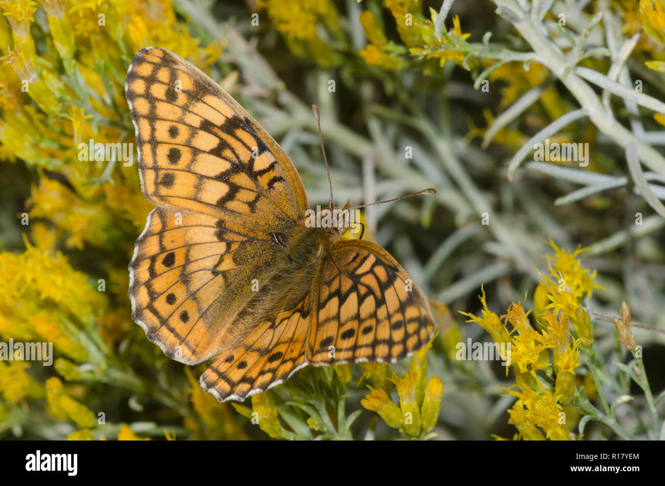 Bunte Fritillary, Euptoieta Claudia, auf Gummi, rabbitbrush Chrysothamnus nauseosus Stockfoto