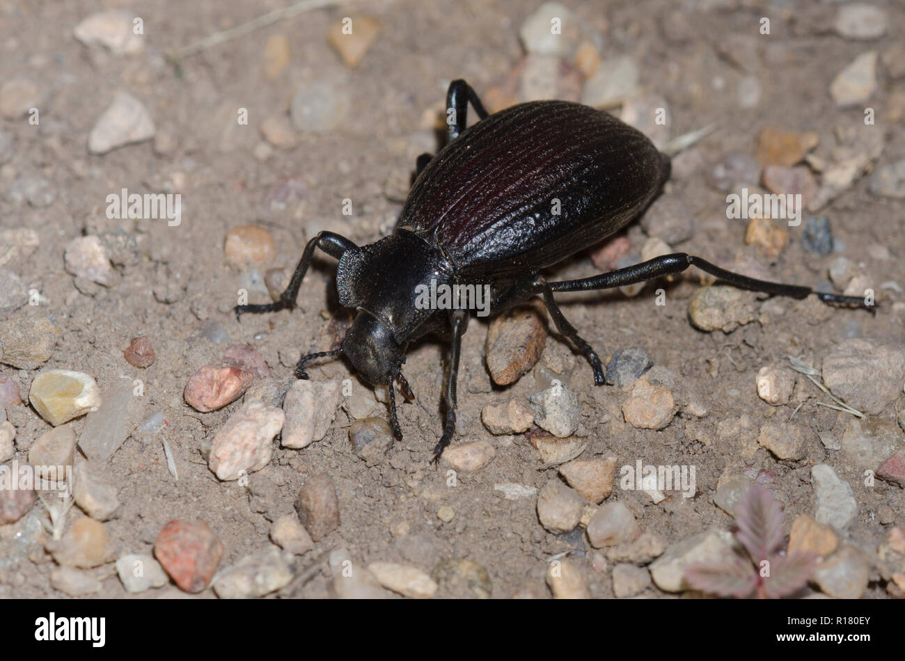 Dunkelkäfer, Philolithus elatus Stockfoto