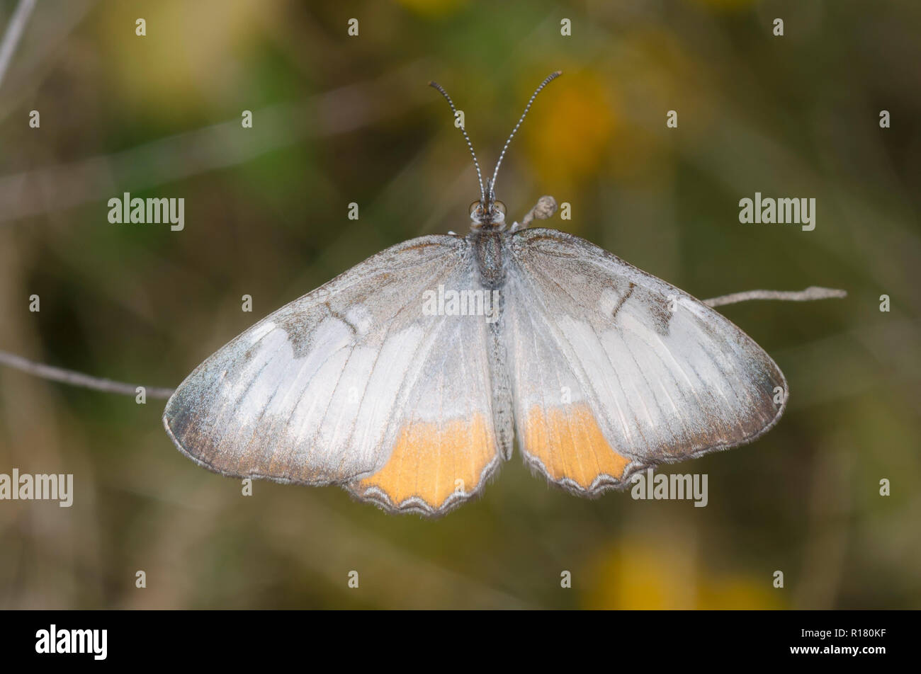 Gemeinsame Mestra, Mestra amymone Stockfoto
