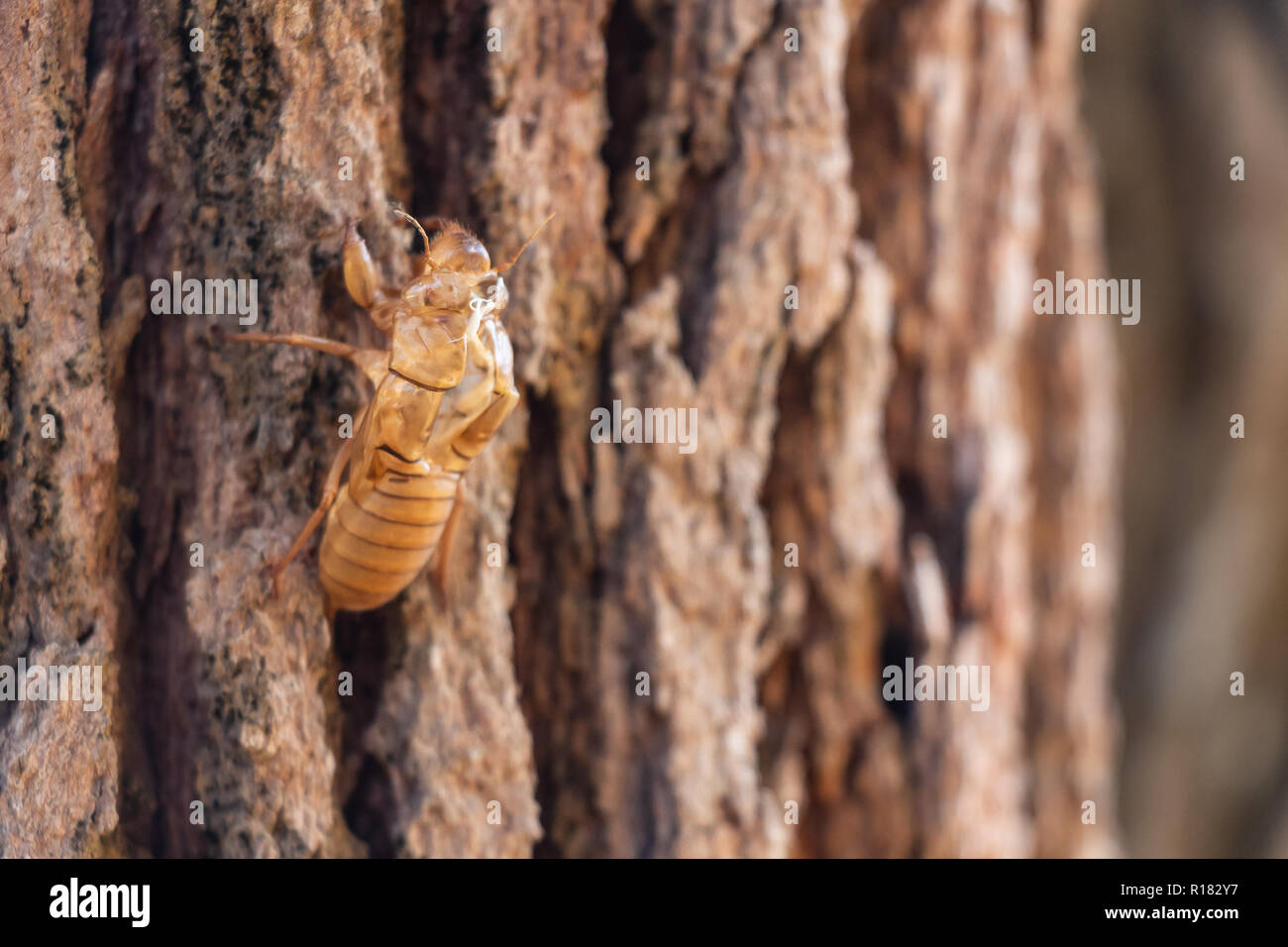 Sumpf der Zikade Insekt mausern auf Pine Tree Thung salaeng Luang Nationalpark. Phetchabun und Provinz Phitsanulok. Im Norden von Thailand. Makro ein Stockfoto