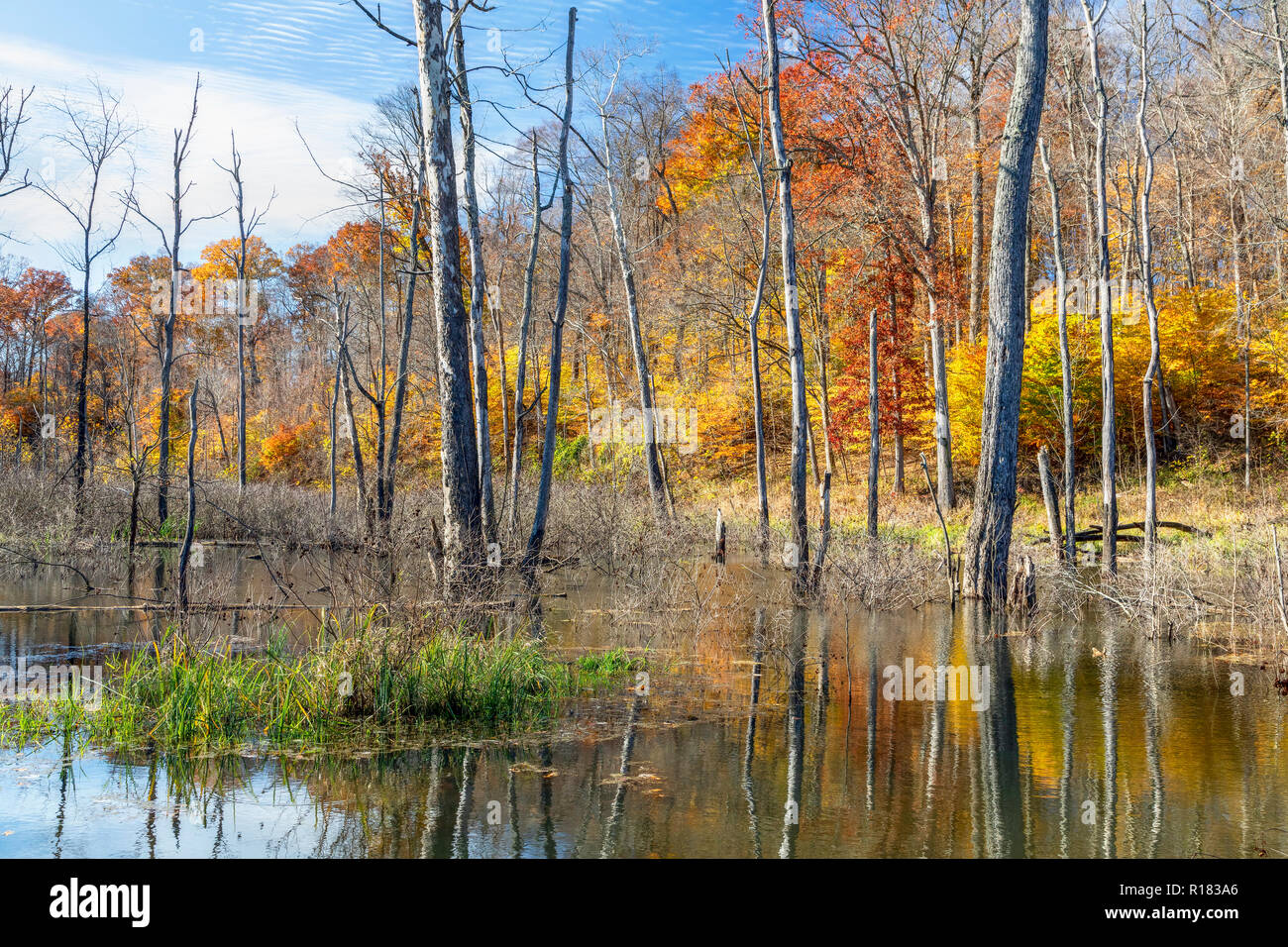 Buntes Herbstlaub umgibt eine sumpfige Gegend in Indiana. Stockfoto