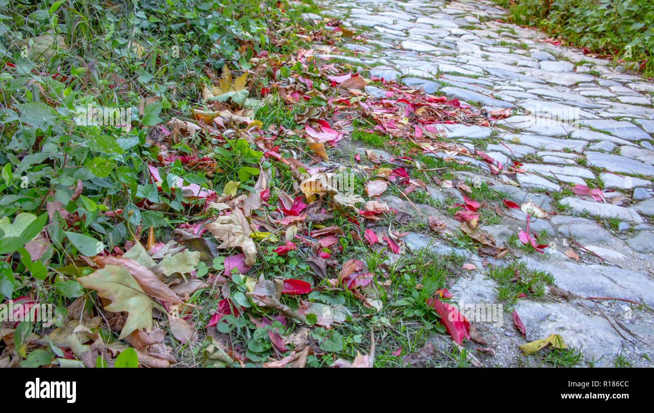 Die straßenkontrollen der asphaltierten Straße ist mit roten, gelben Blätter im Herbst fallen. Griechenland Stockfoto