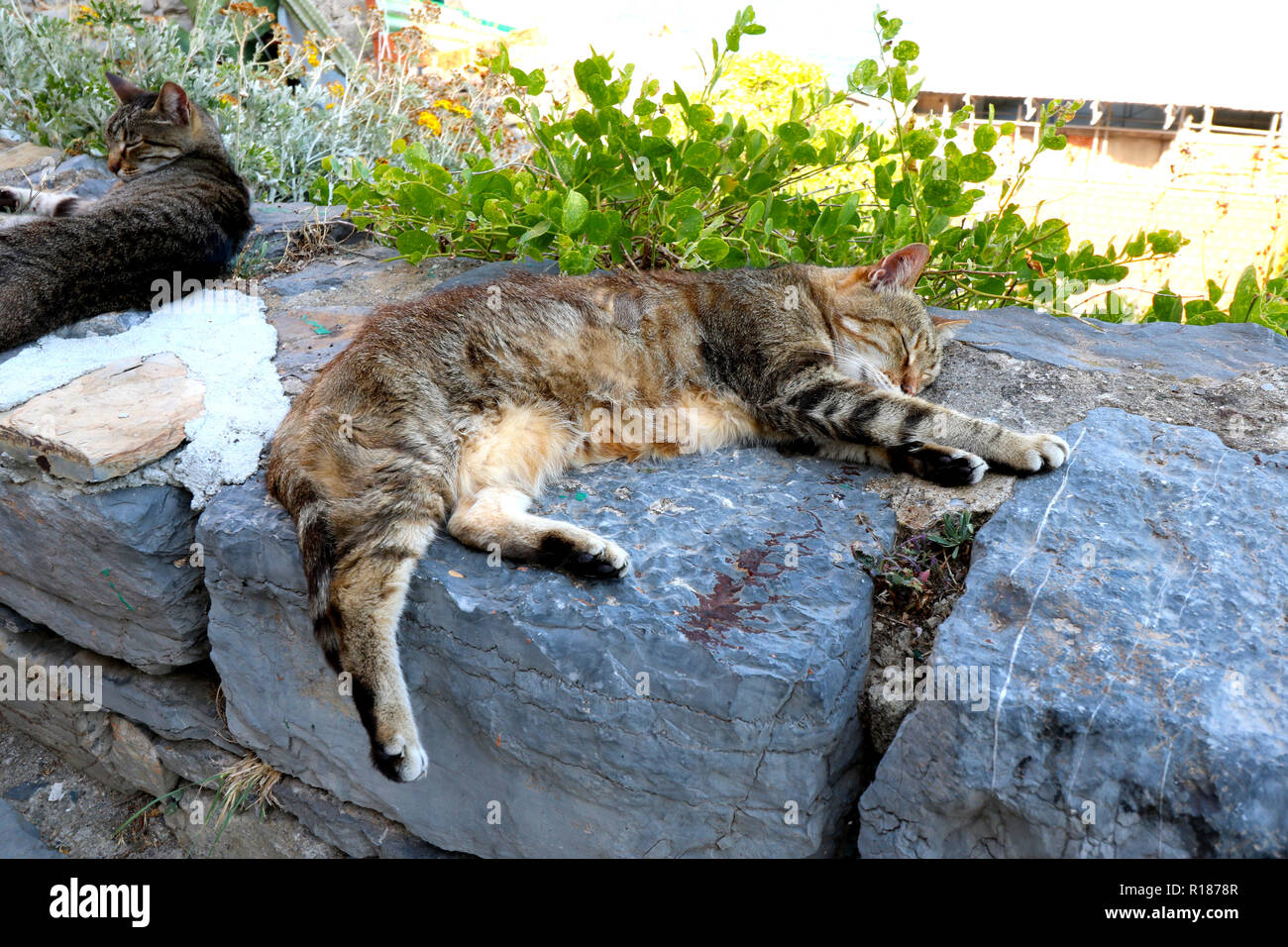 Faule Katze schlafen in den Cinque Terre Stockfoto