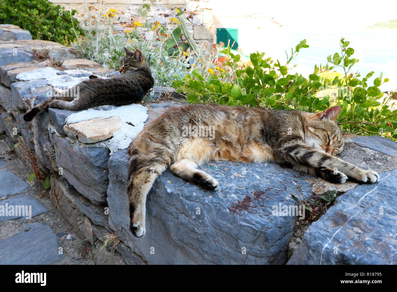 Faule Katze schlafen in den Cinque Terre Stockfoto