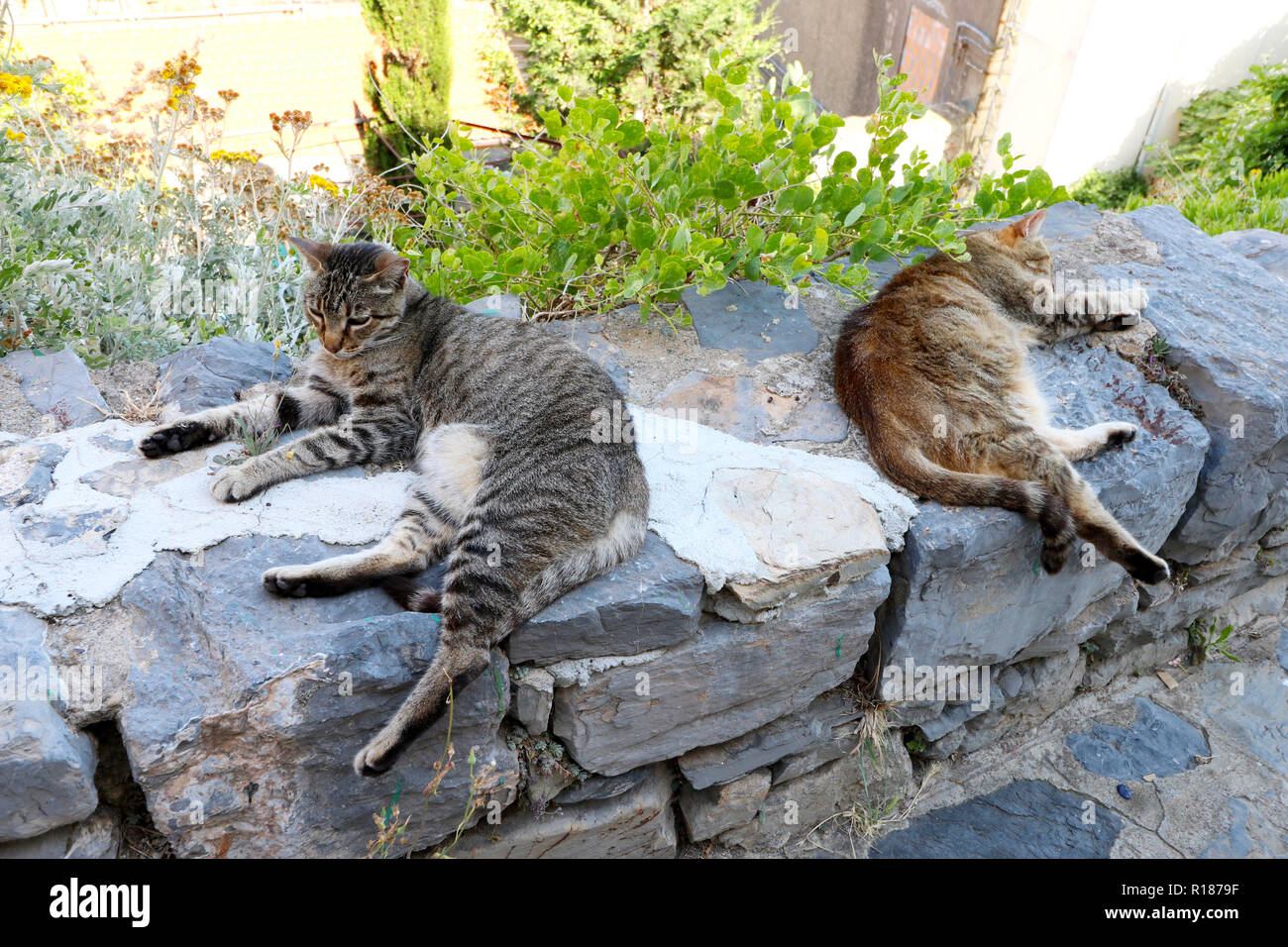 Faule Katze schlafen in den Cinque Terre Stockfoto