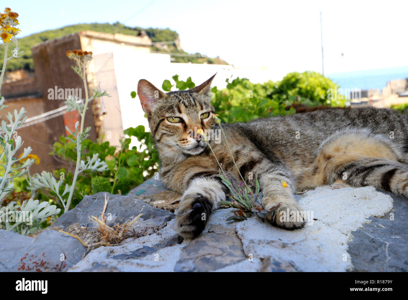 Faule Katze schlafen in den Cinque Terre Stockfoto