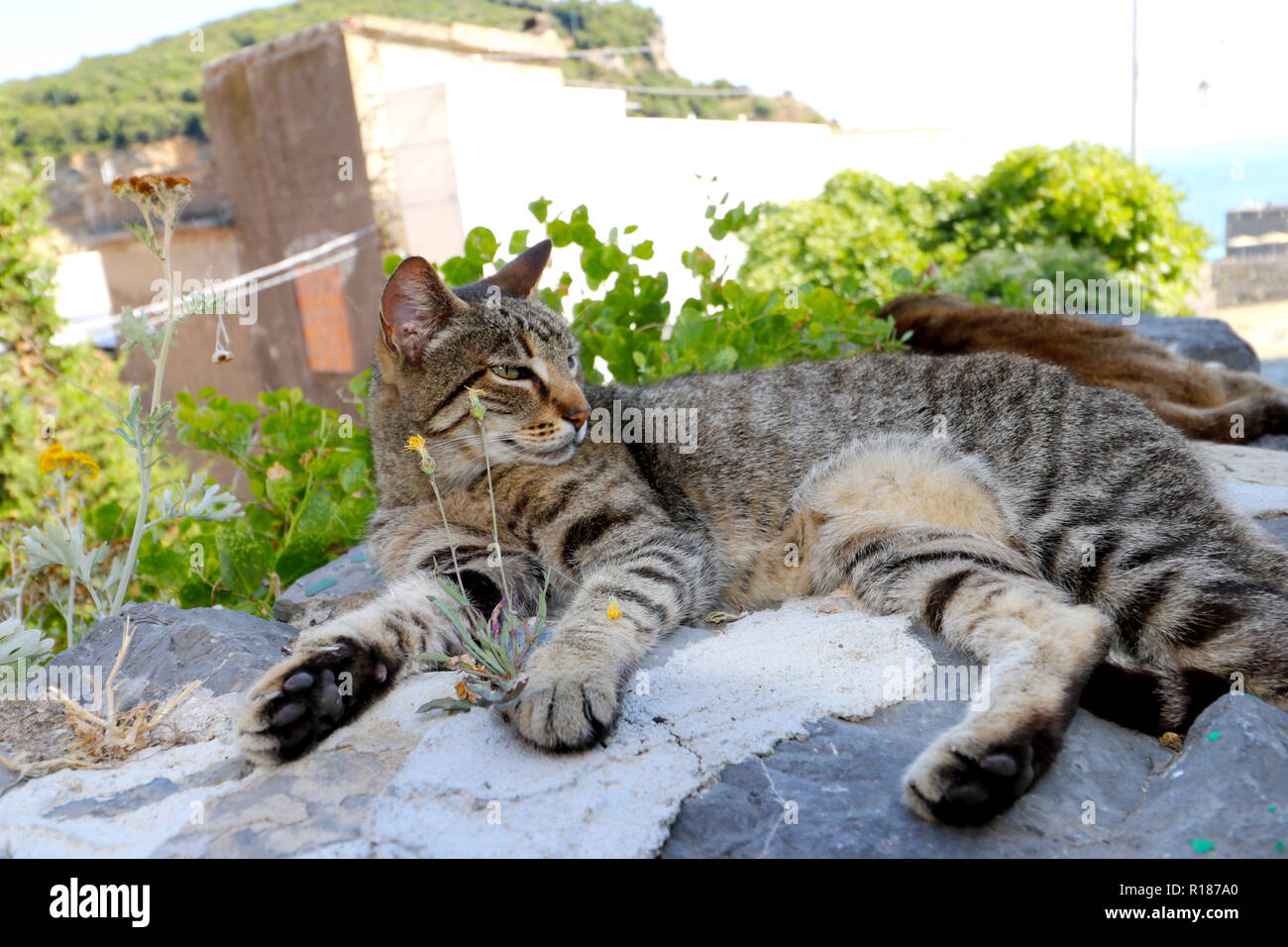 Faule Katze schlafen in den Cinque Terre Stockfoto