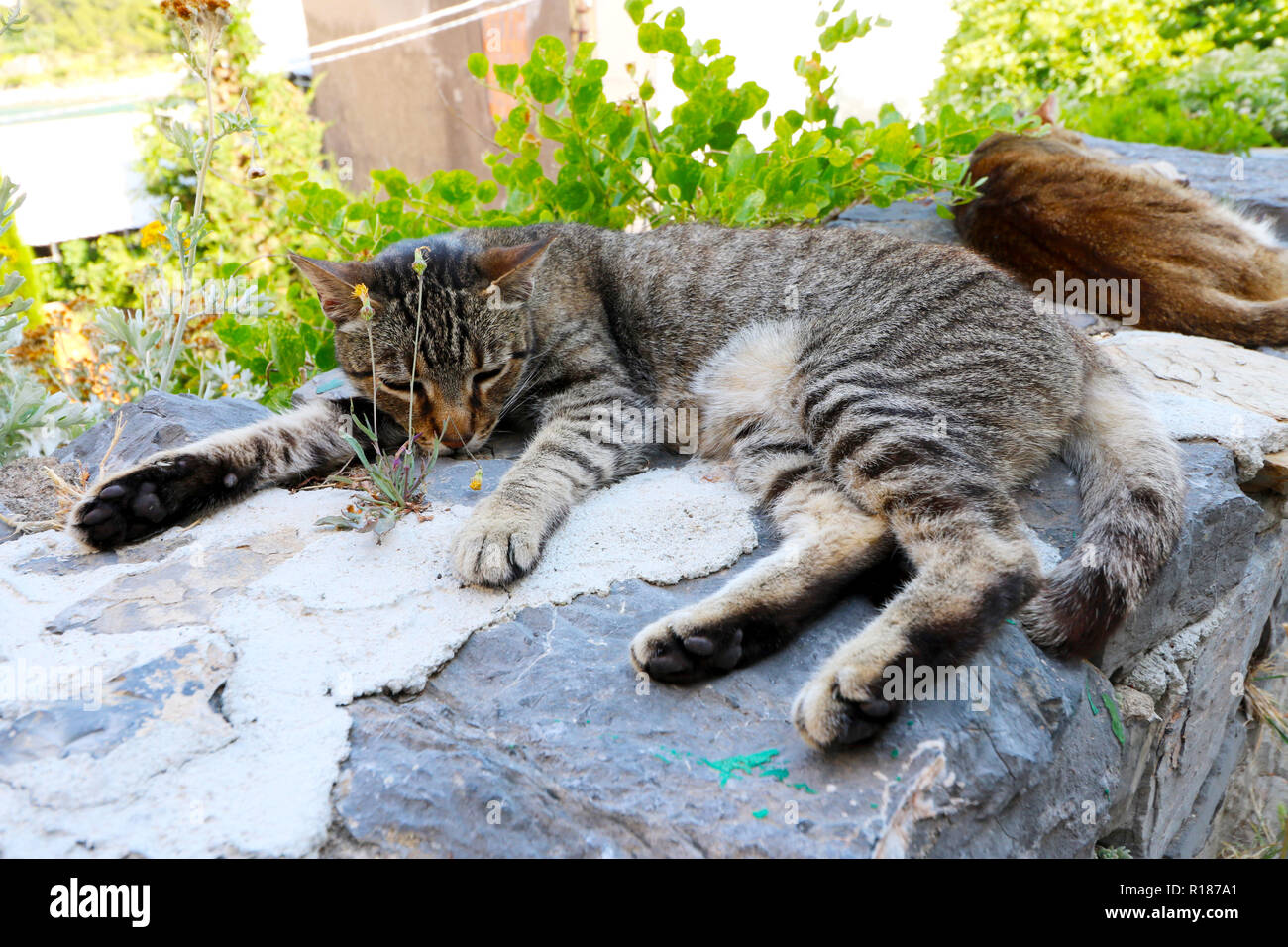 Faule Katze schlafen in den Cinque Terre Stockfoto