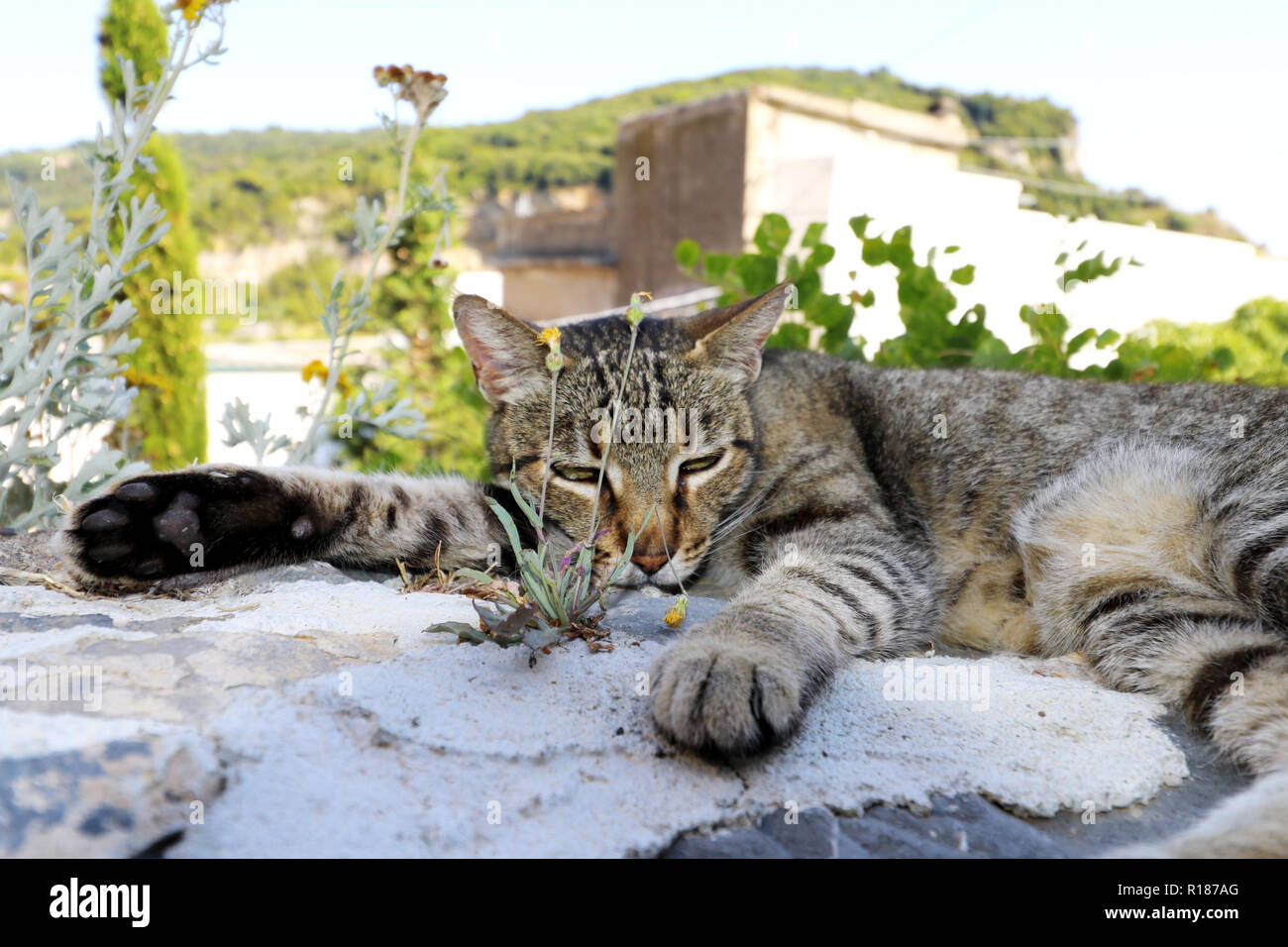 Faule Katze schlafen in den Cinque Terre Stockfoto