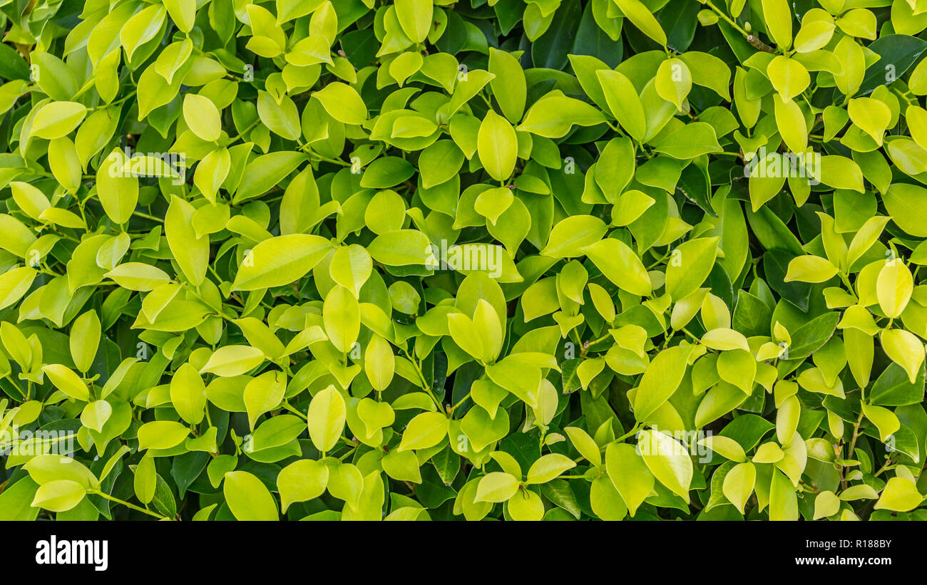 Frische grüne Blätter. Natur und Ökologie Konzept, perfekte Blätter Stockfoto
