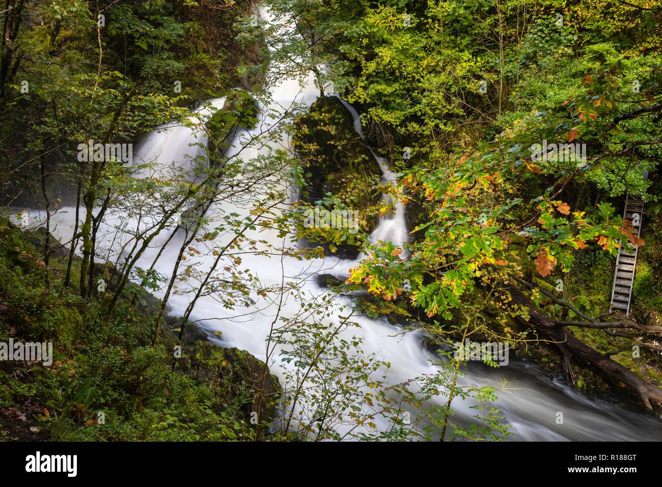 Die stürzende Wasser des Flusses Brathay in Flut an Colwith Kraft, Lake District, Cumbria, Großbritannien Stockfoto
