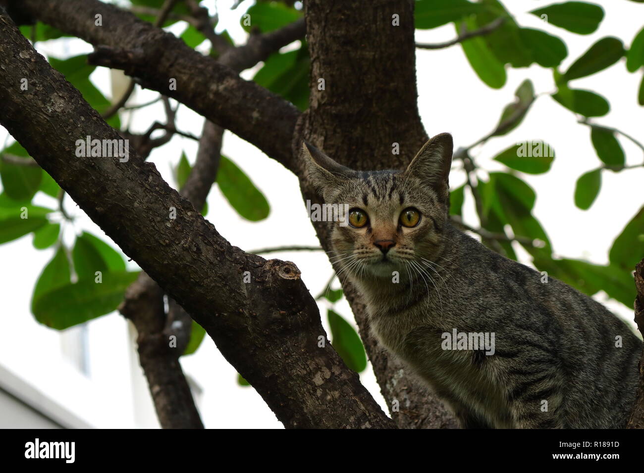 Ein tabby Katze sitzt auf Ast in die Kamera schaut Stockfoto
