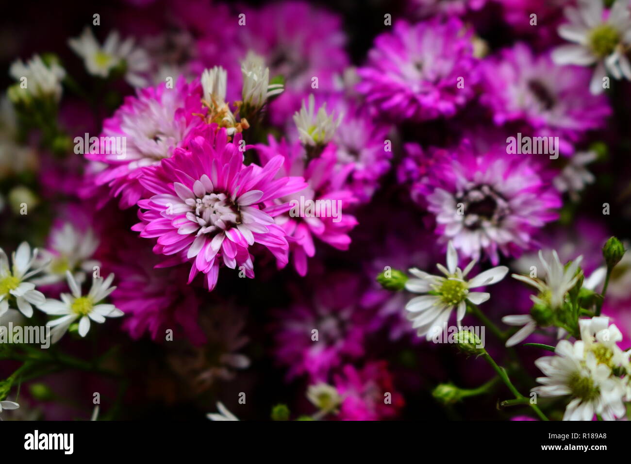 Closeup Bild der schönen rosa Blüten Stockfoto