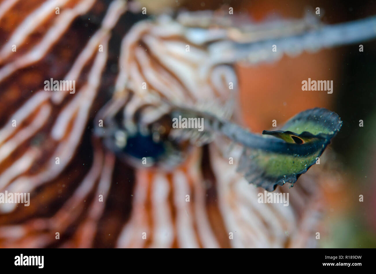 Gewöhnlicher Lionfisch, Pterois volitans, Augenmarkierung auf Cirri, TK3 Tauchplatz, Lembeh Straits, Sulawesi, Indonesien Stockfoto
