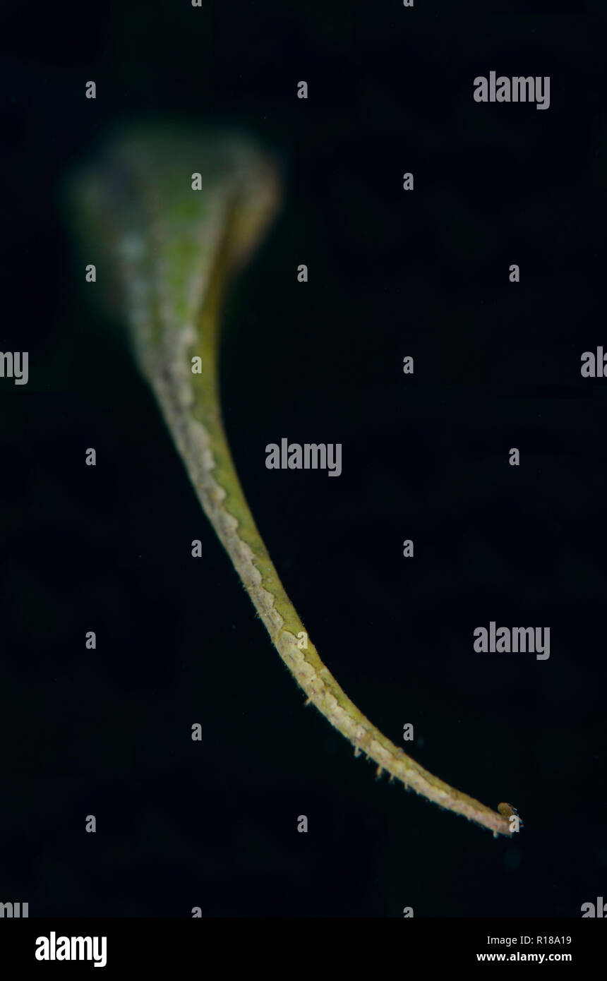 Doppelseitige Seenadeln, Syngnathoides biaculeatus, Ansicht vom Heck, TK 1 Tauchplatz, der Lembeh Straße, Sulawesi, Indonesien Stockfoto