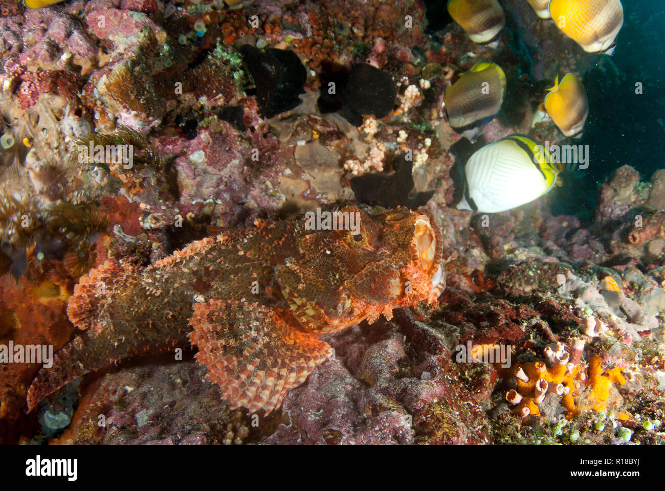 Raggy Scorpionfish, Scorpaenopsis venosa, blacklip Falterfische, Chaetodon kleinii, Vagabond Falterfische, Chaetodon vagabundus, Lembeh, Indonesien Stockfoto