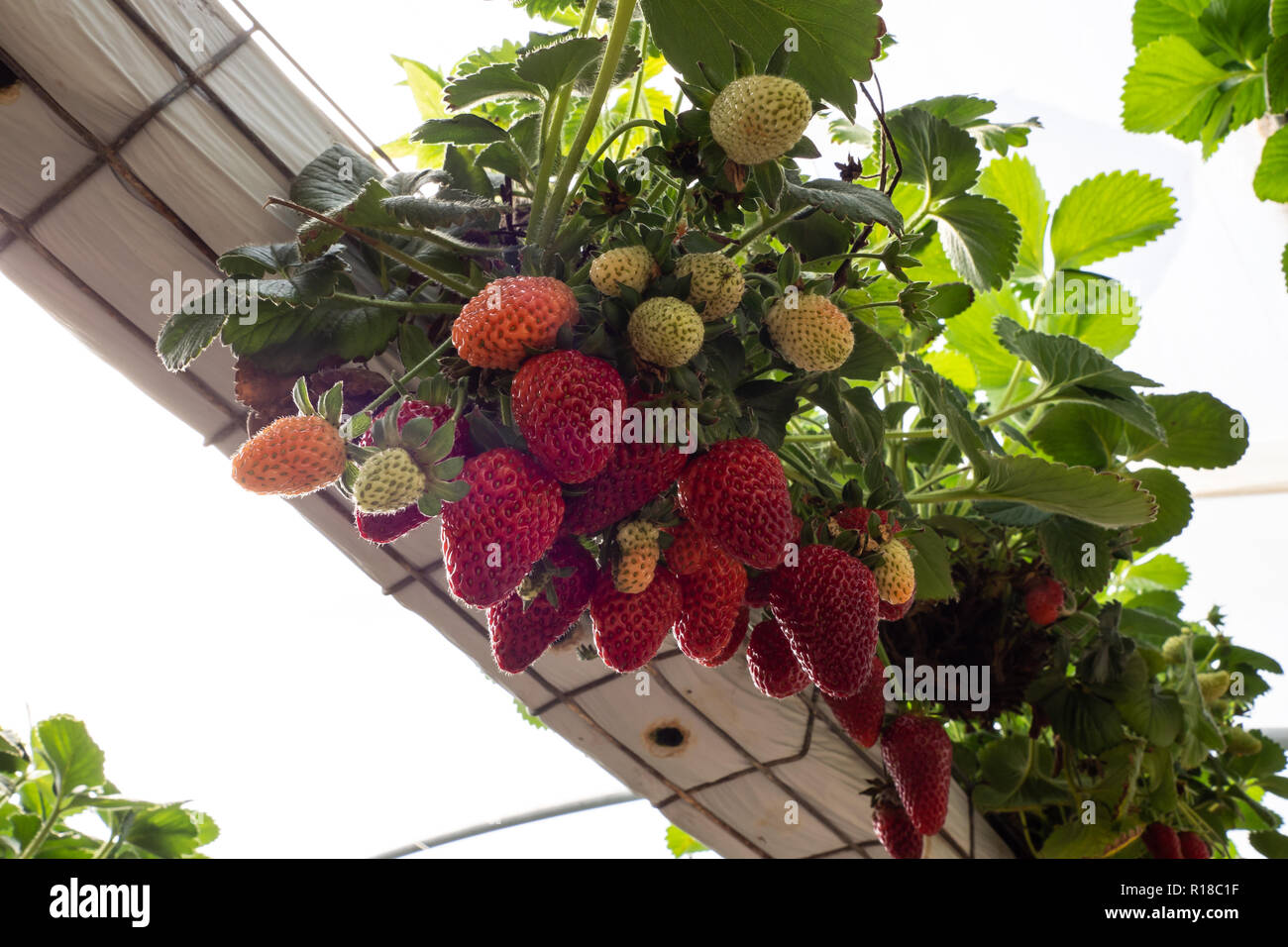 Frische Erdbeeren, die in Gewächshäusern angebaut werden Stockfoto