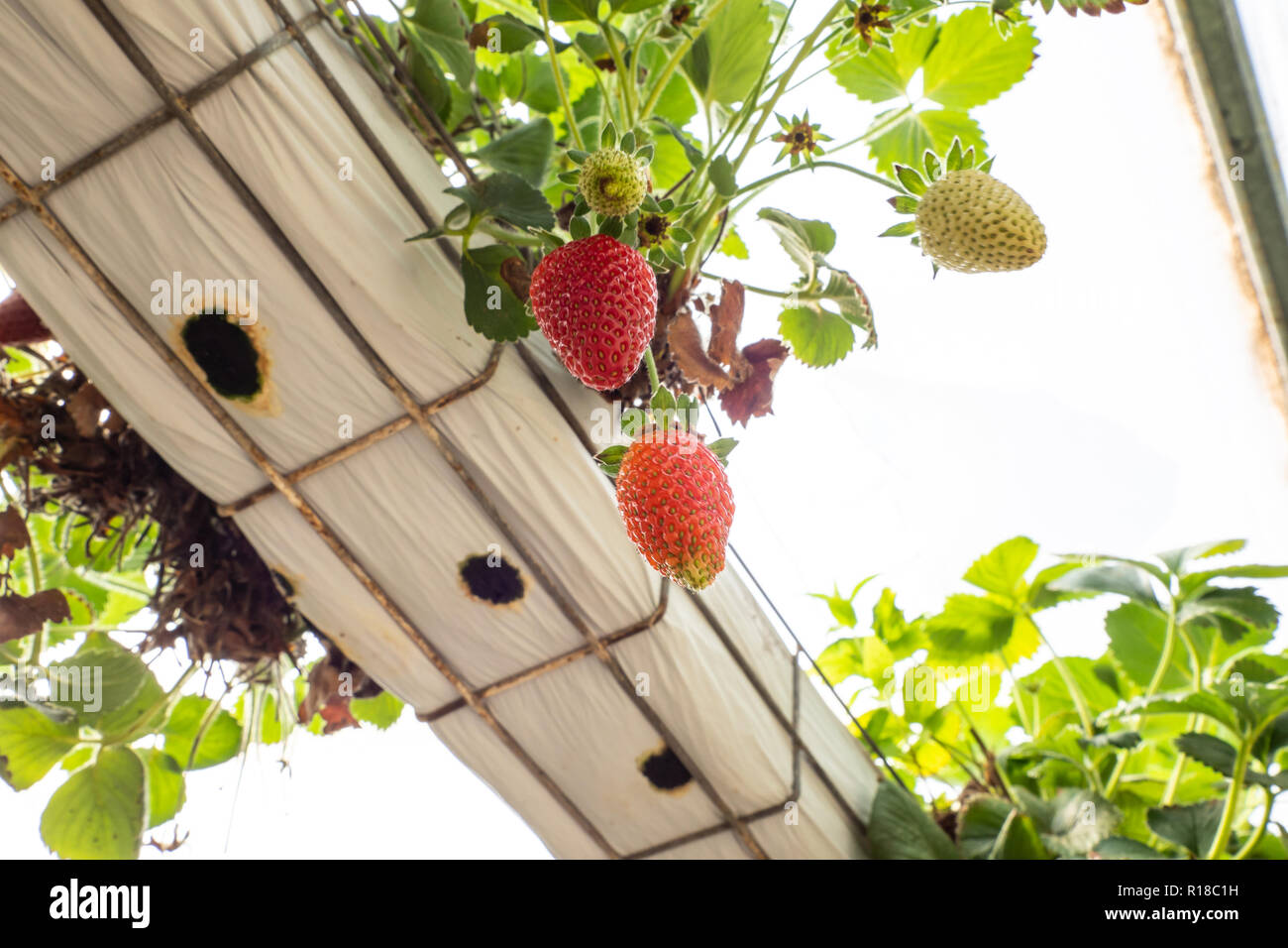 Frische Erdbeeren, die in Gewächshäusern angebaut werden Stockfoto