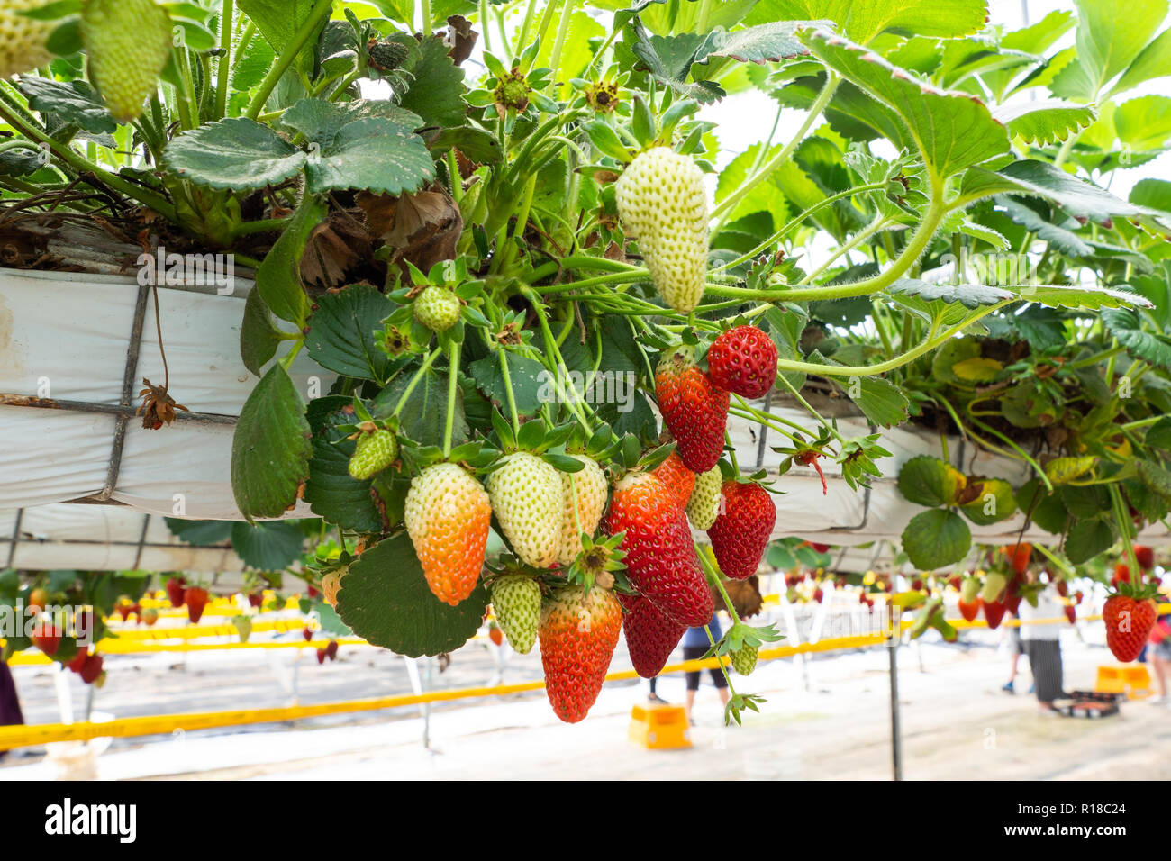 Frische Erdbeeren, die in Gewächshäusern angebaut werden Stockfoto