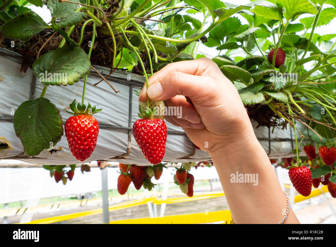 Frische Erdbeeren, die in Gewächshäusern angebaut werden Stockfoto