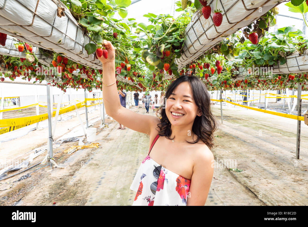 Junge Frau an einem strawberry Farm Stockfoto