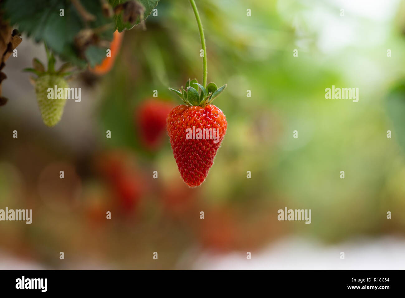 Frische Erdbeeren, die in Gewächshäusern angebaut werden Stockfoto