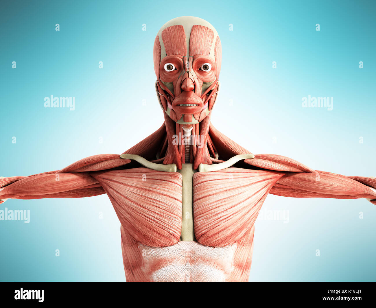 Menschlichen Muskel Anatomie 3D-Render auf Blau vorne Stockfoto