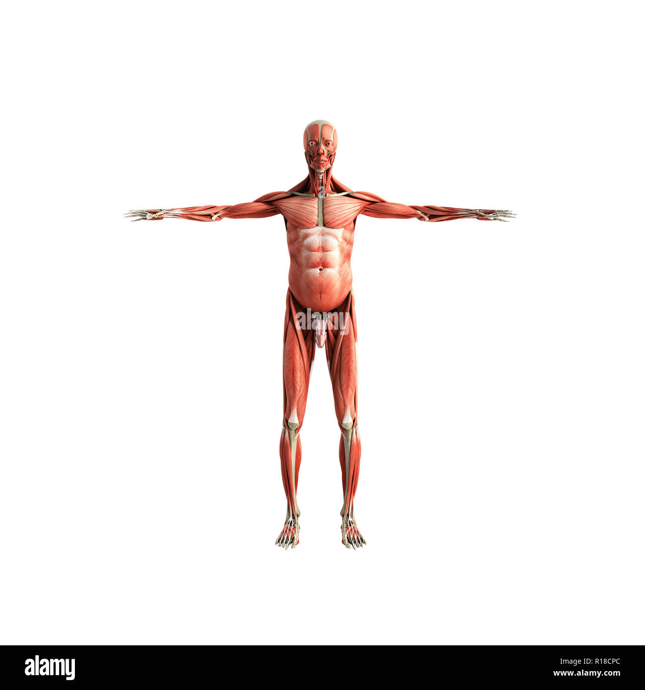 Menschlichen Muskel Anatomie 3D-Render auf weiße Front kein Schatten Stockfoto