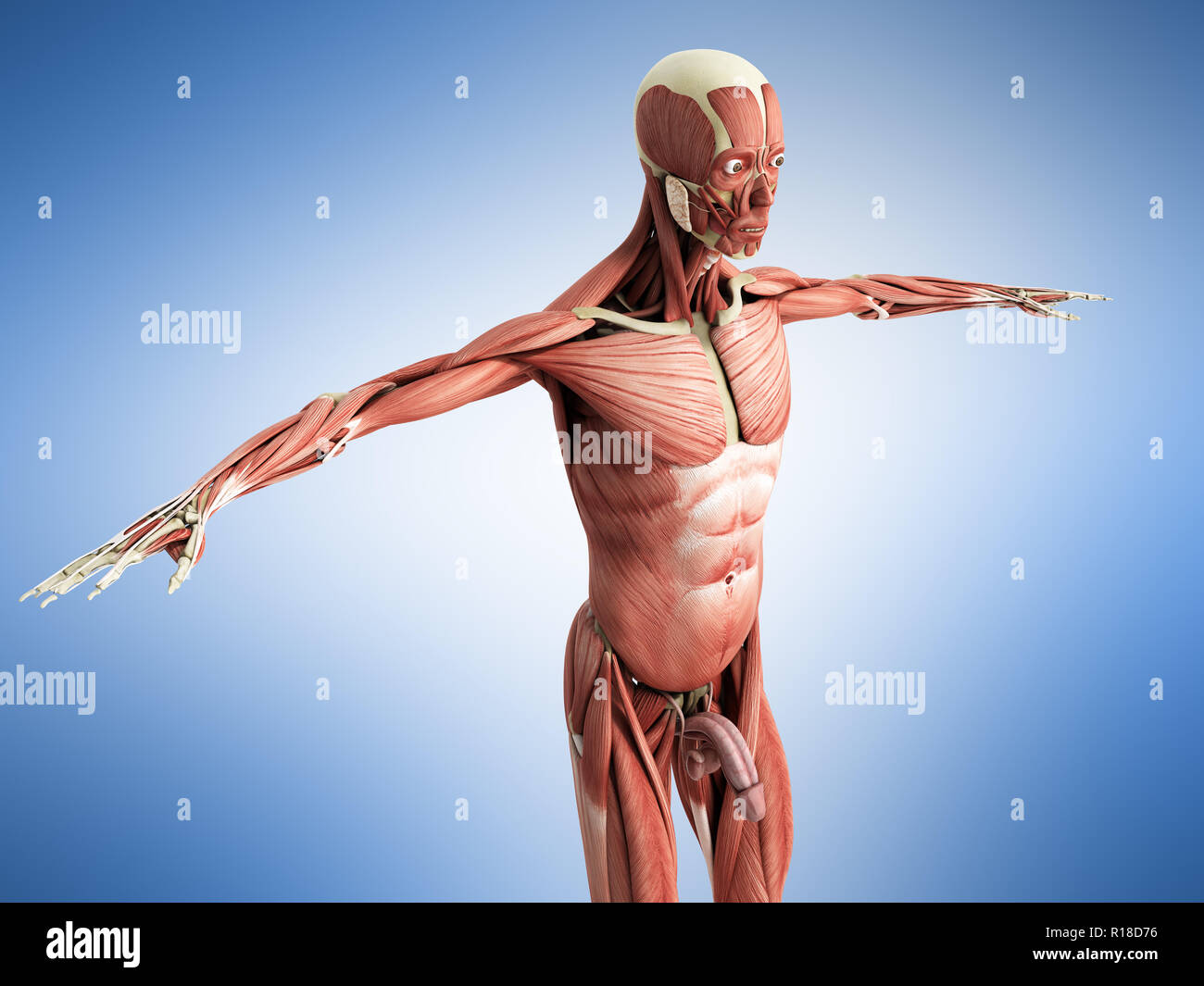 Menschlichen Muskel Anatomie 3D-Render auf Blau Stockfoto
