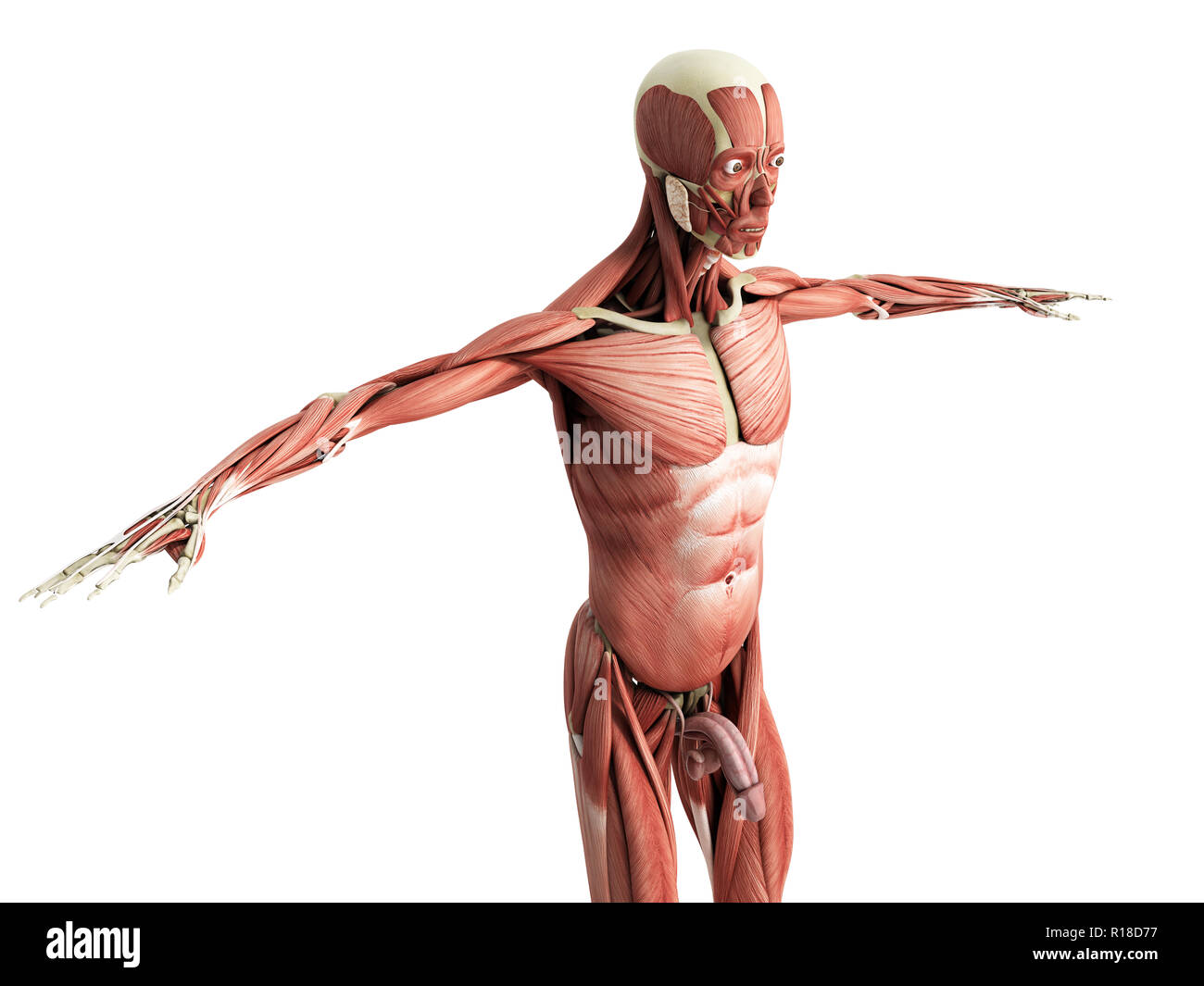 Menschlichen Muskel Anatomie 3D-Render auf Weiß Stockfoto