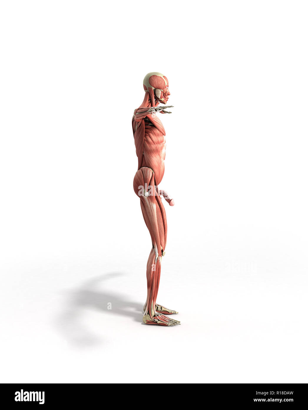Menschlichen Muskel Anatomie 3D-Render auf Weiß Stockfoto