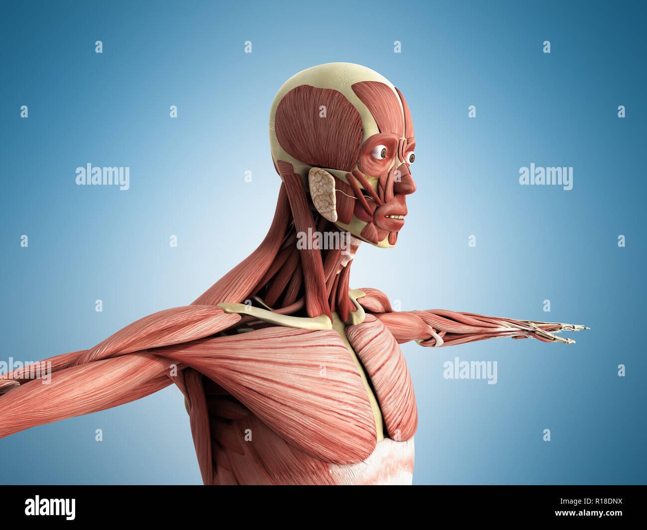 Menschlichen Muskel Anatomie 3D-Render auf Blau Stockfoto