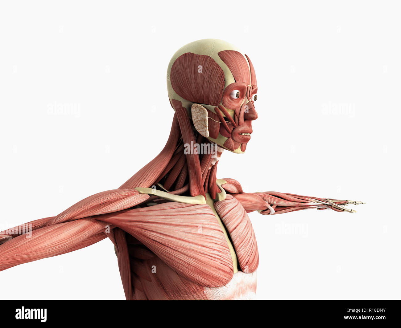 Menschlichen Muskel Anatomie 3D-Render auf Weiß Stockfoto