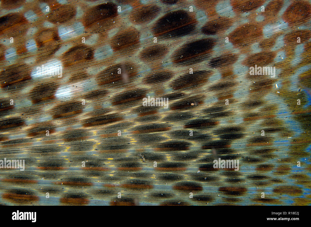 Detail des Flying Gurnard Flügels, Dactyloptena orientalis, TK1 Tauchplatz, Lembeh Straits, Sulawesi, Indonesien Stockfoto