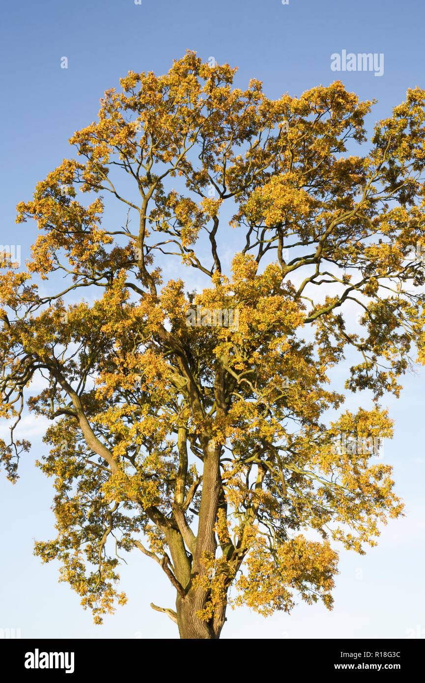 Quercus robur. Englisch Eiche Baum im Herbst Stockfoto