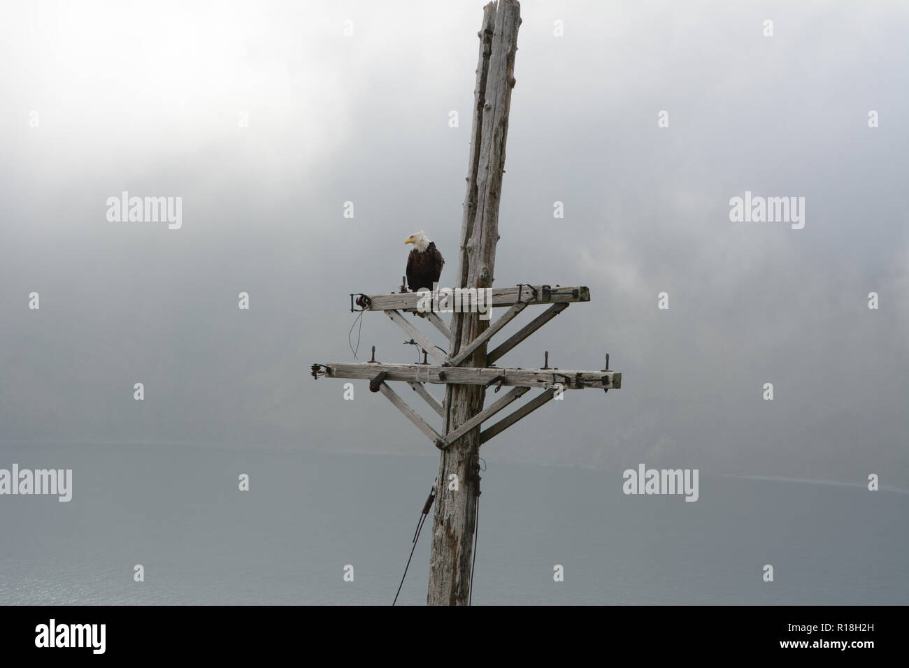 Ein Weißkopfseeadler auf einem alten elektrischen Pole über dem Beringmeer und die Stadt von Dutch Harbor, Unalaska Island, Alaska, USA thront. Stockfoto