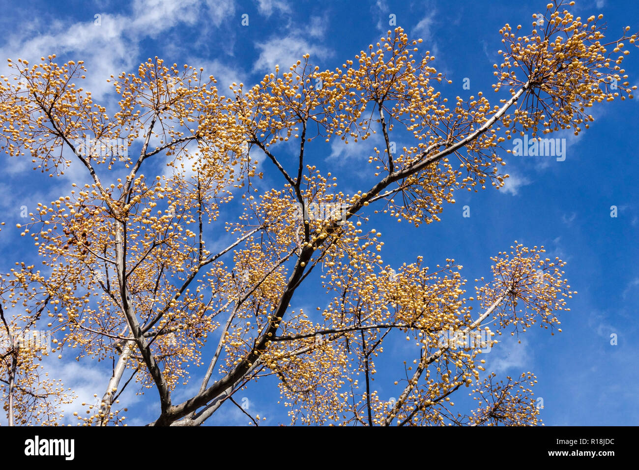 Chinaberry tree Melia azedarach, reifen Beeren Stockfoto
