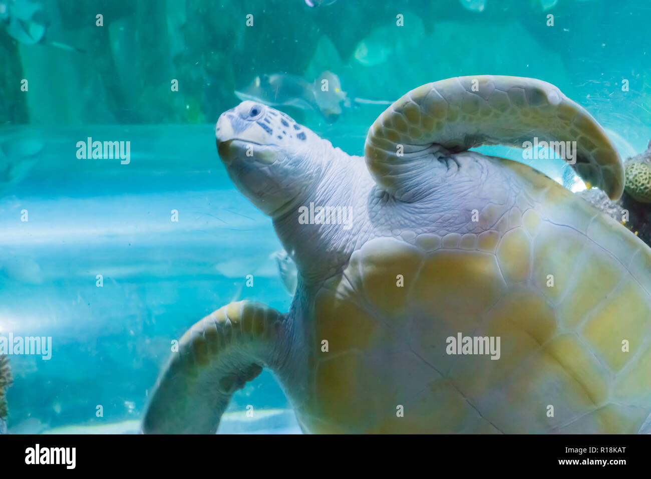 Ein lustiges Gesicht Nahaufnahme eines wütenden Grün oder Unechte Karettschildkröte schwimmen und Sagen hi Stockfoto