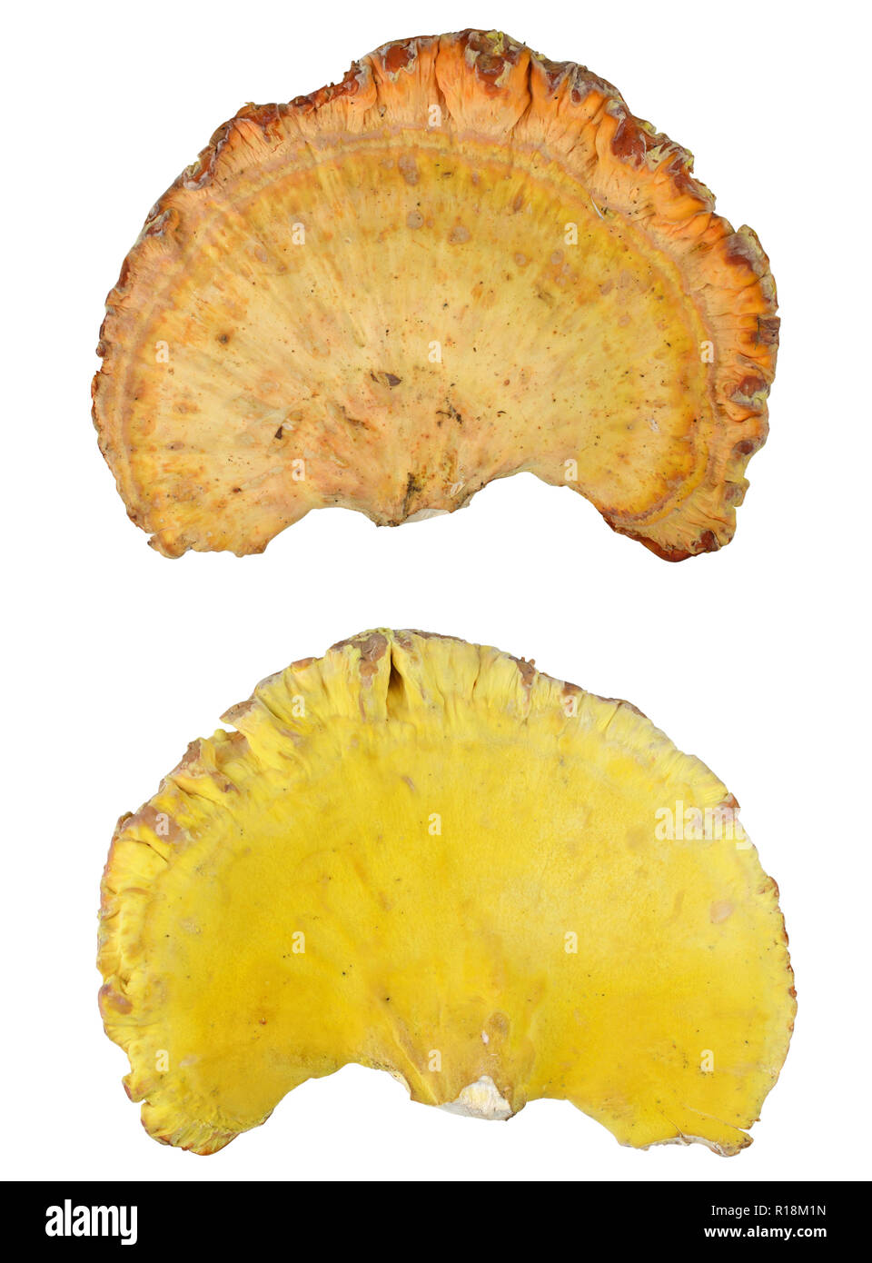 Essbarer Pilz - Hühnchen - von - die - Holz - isoliert auf weißem Hintergrund (Risikoscheu und Rückwärtsgang) Stockfoto