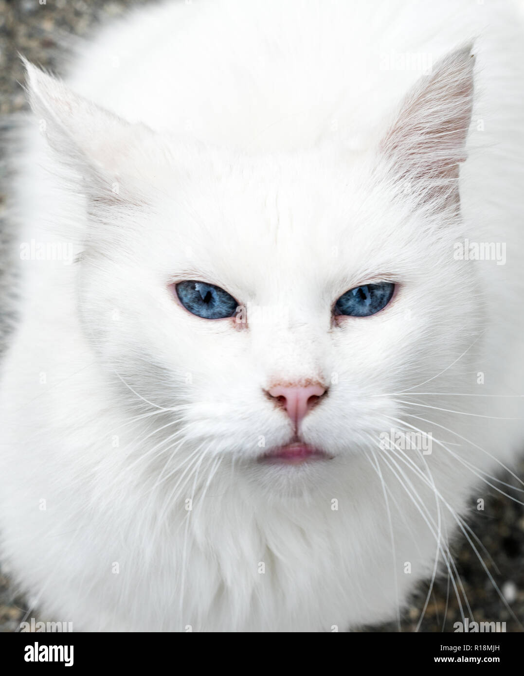 Schöne Weiße Inländische Katze Katze Mit Intensiven Blauen